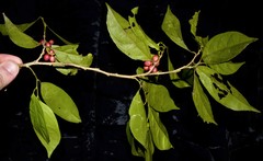 Lacistema aggregatum