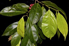 Lacistema aggregatum