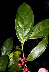 Lacistema aggregatum