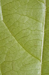 Lacistema aggregatum