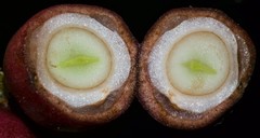 Lacistema aggregatum