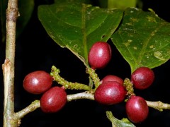 Lacistema aggregatum