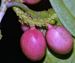 Lacistema aggregatum