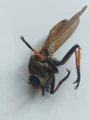 Cophinopoda