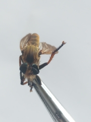 Cophinopoda