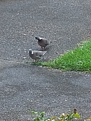 Columba palumbus