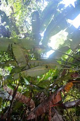 Heliconia vellerigera