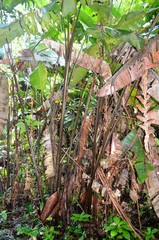 Heliconia vellerigera