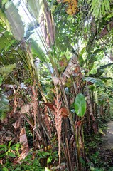 Heliconia vellerigera