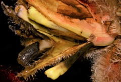 Heliconia vellerigera