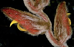 Heliconia vellerigera