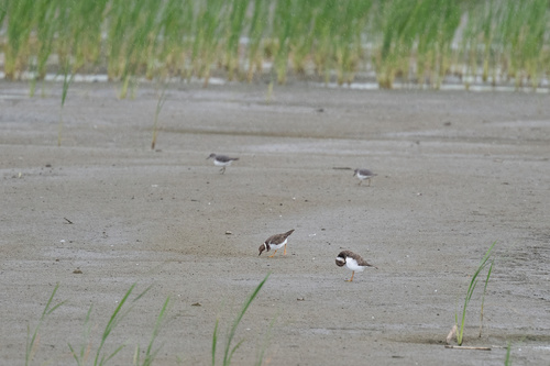Little Ringed Plover
