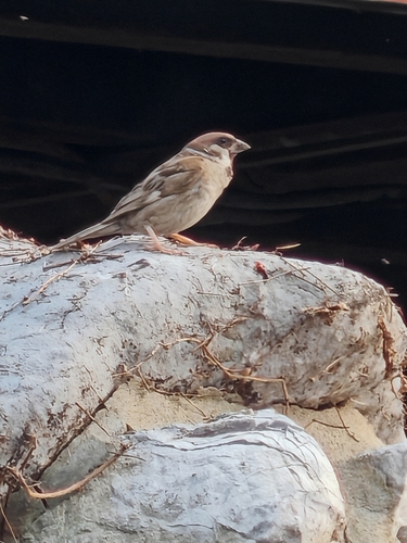 Eurasian Tree Sparrow