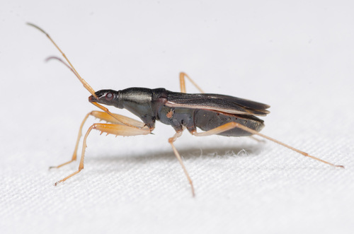 Martian Seed Bug photo 2