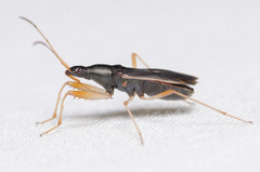 Cnemodus mavortius