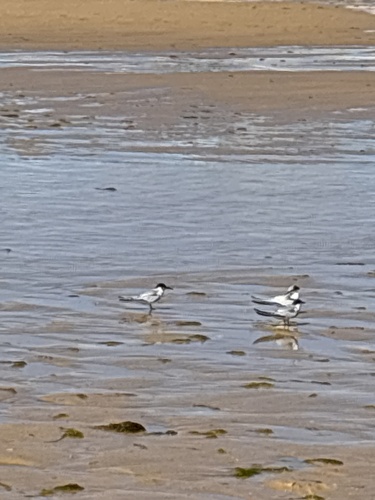 iNaturalist image