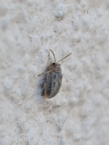 Monoxia obesula