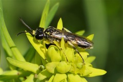 Tenthredo zonula