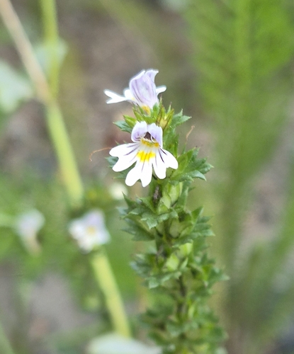 Common Eyebright