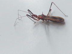 Polytoxus fuscovittatus