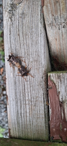 Forest Bug
