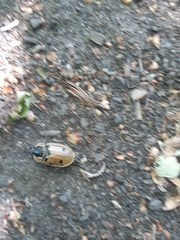 Dendroxena quadrimaculata