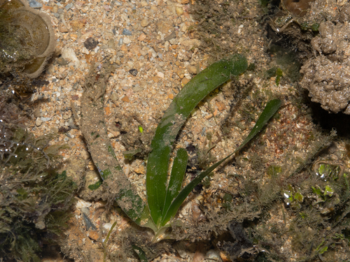 Thalassia hemprichii observed 2026-08-01