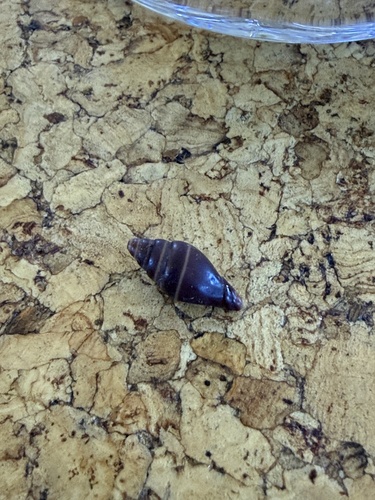 Mitra ebenus observed 2026-09-05