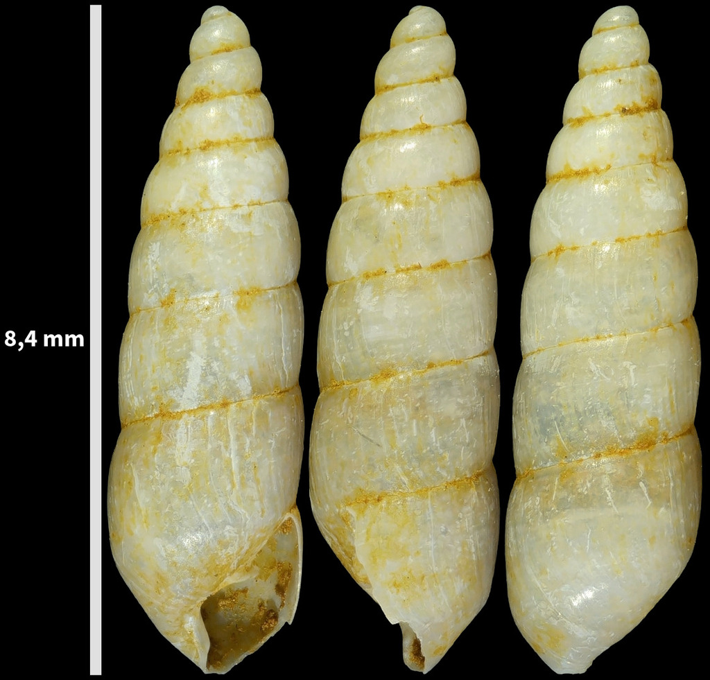 Neosubulina gloynii