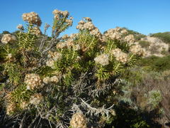 Ozothamnus turbinatus