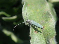 Phytoecia caerulescens