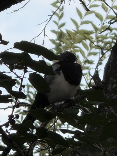 Eurasian Magpie