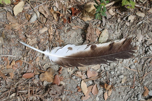 Plume de Circaète Jean-le-blanc