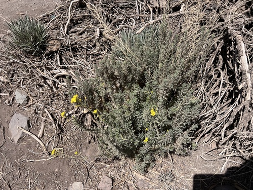 Descurainia bourgaeana, 2026-08-31