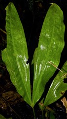 Cyclanthus bipartitus