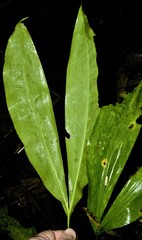 Cyclanthus bipartitus