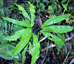 Cyclanthus bipartitus