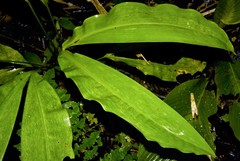 Cyclanthus bipartitus