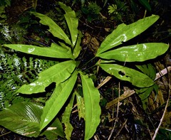 Cyclanthus bipartitus