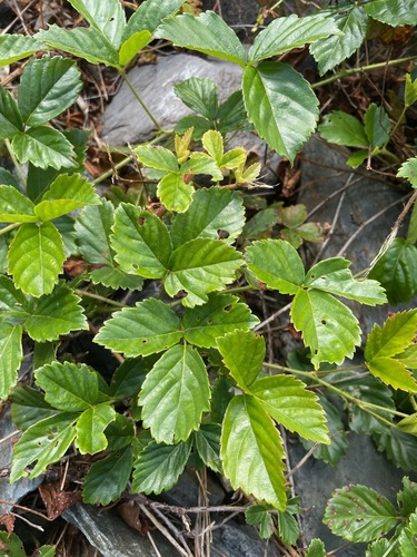 Rubus hispidus, photograph 4