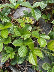(c) Tom Scavo, some rights reserved (CC BY) Rubus hispidus, photograph (c) Tom Scavo, some rights reserved (CC BY)
