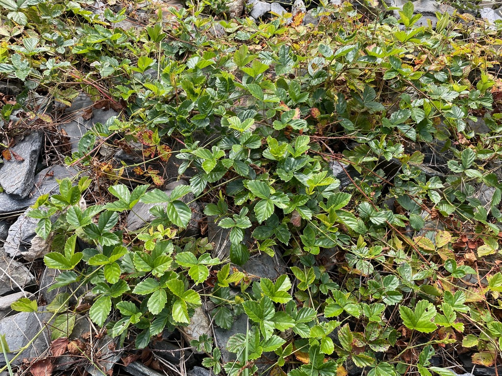Rubus hispidus; photograph (c) Tom Scavo, some rights reserved (CC BY)
