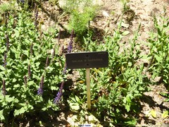Salvia superba