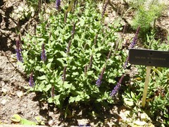 Salvia superba