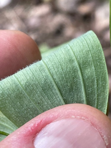 Polygonatum pubescens, photograph 6