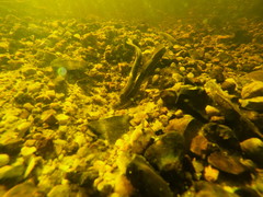 Lampetra planeri