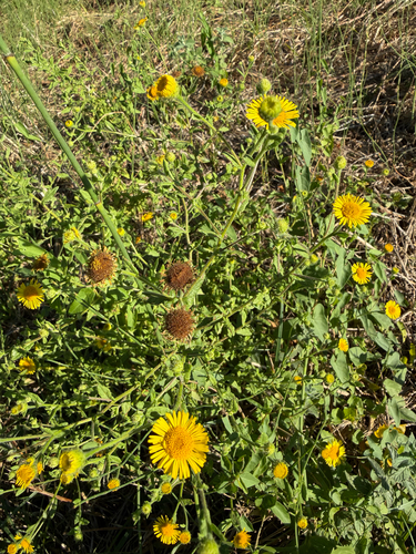 Common Fleabane