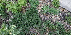 Echium vulgare