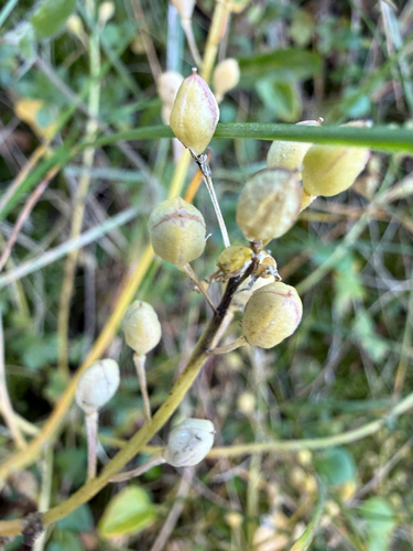Cochlearia groenlandica, photograph 5