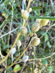 Cochlearia groenlandica, photograph (c) Ingvild Riska, some rights reserved (CC BY)